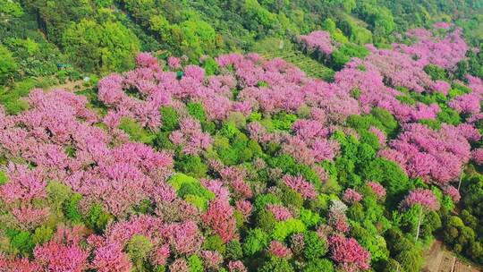 苏州米堆山樱花航拍