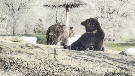 【镜头合集】野生动物园开车看棕熊