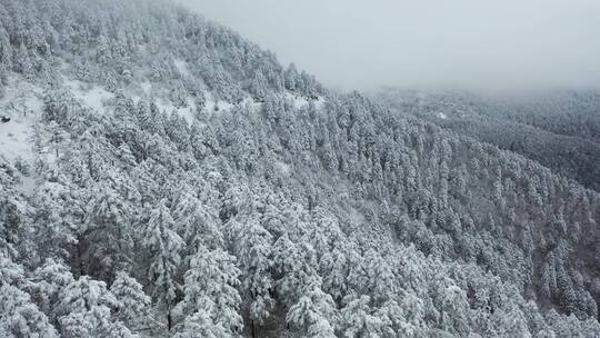 航拍湖北神农架冬季冬天冰雪雪松雪景