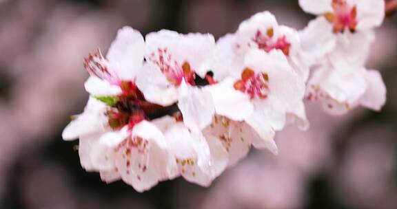 4K拍摄雨中桃花特写