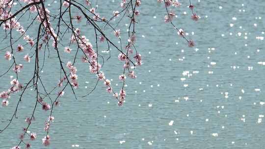 北京大学未名湖 春天樱花