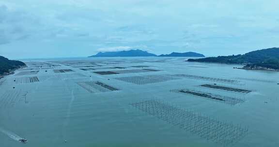 霞浦福建潮间带紫菜养殖0073