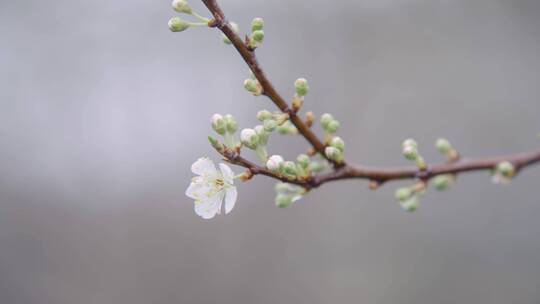 梨花梨树