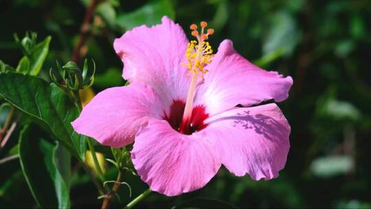 花园中的芙蓉花