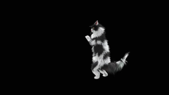 黑白卡通猫视频素材模板下载