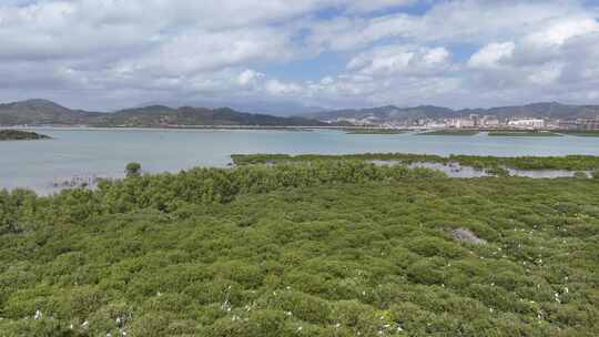 惠州盐洲海洋湿地公园-红树林湿地风光