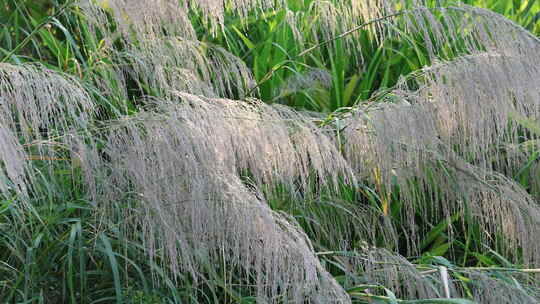 芦苇 狗尾巴草 芦花 阳光 空镜 实拍