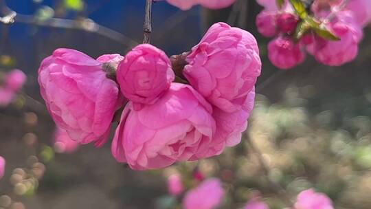 【镜头合集】开花鲜艳花朵花蕊花瓣