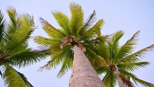 海南三亚大海黄昏椰树椰林沙滩风光