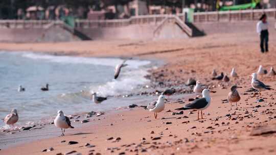 沙滩海滩上的海鸥休息的海鸥