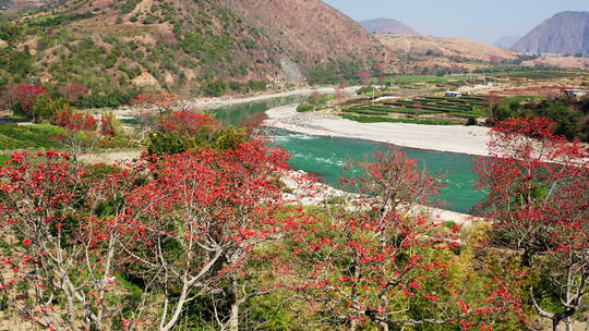 绿色怒江边的红色攀枝花视频素材模板下载