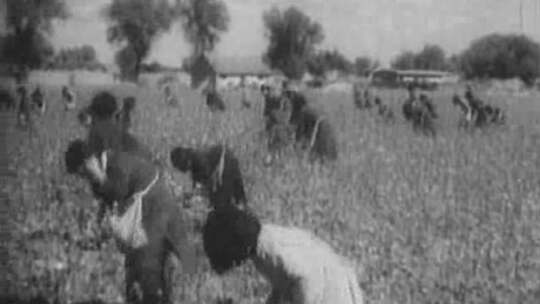 上世纪棉花种植采摘视频素材模板下载