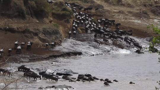 大型角马迁徙群穿越肯尼亚马赛马拉河视频素材模板下载