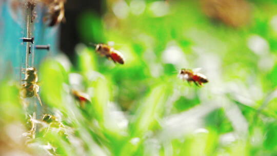 养蜂场蜂群飞舞慢镜头视频素材模板下载