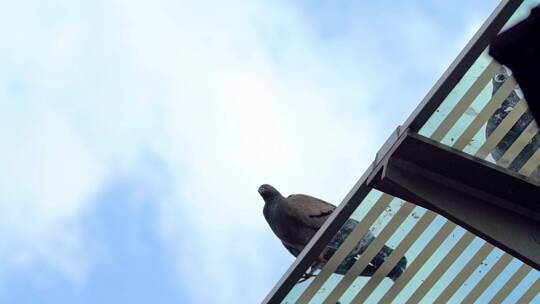城市里的鸽子鸟类视频视频素材模板下载