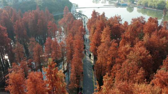 杭州临安青山湖水杉林秋季风光高视角航拍
