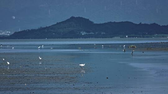 深圳湾鸟类栖息地自然风光视频