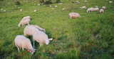 羊群 草原 羊吃草 畜牧【4K】高清在线视频素材下载
