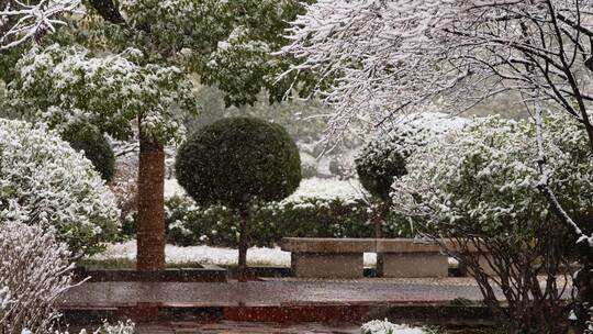 寒冷冬季公园绿化树木大雪空境升格