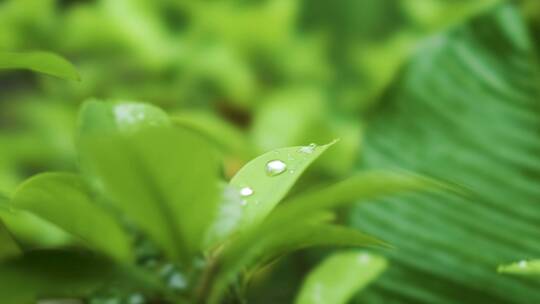 雨水打到树叶上视频素材模板下载