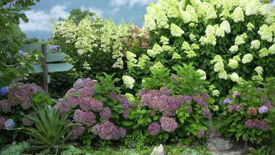 花园花海鲜花绣球花夏季夏天