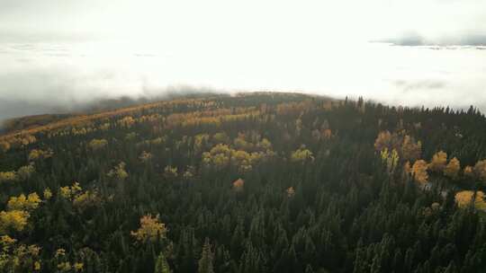 秋季迷雾森林云海翻滚雾气笼罩的秋天森林