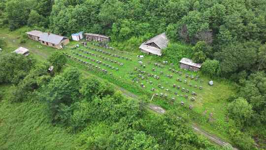 原始森林 养蜂场 原生态蜂箱 大自然 养蜂