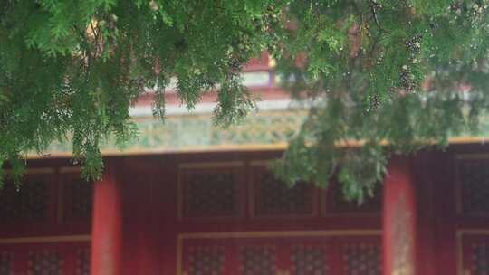 北京故宫松柏雨中风景