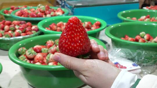 草莓采摘