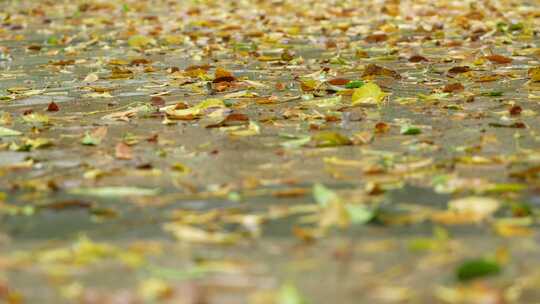 铺满落叶的路面实拍