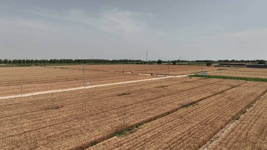 科技灌溉麦田高产量麦田智慧农业农田喷灌视频素材模板下载