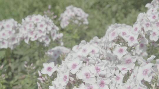 花卉种植LOG视频素材
