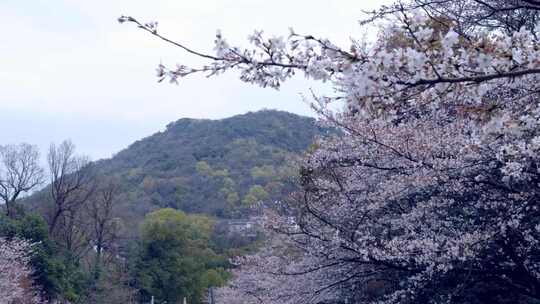 山景中盛开的樱花树美丽景象