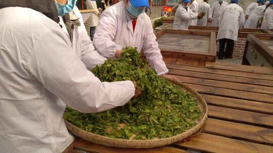 名茶湖北恩施州非遗技艺手工茶玉露茶蒸青茶