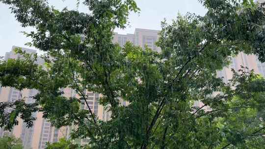 下雨 雨声 大暴雨 大雨 雨树叶 雨打树叶