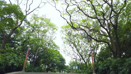 仰拍夏天阳光树枝香樟树的树荫