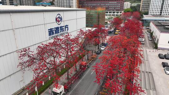 深圳木棉花开