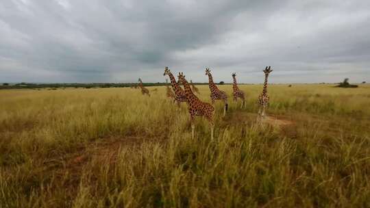 非洲草原长颈鹿群自然保护区