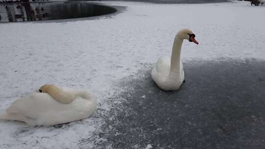 天鹅坐在结冰的湖面上。