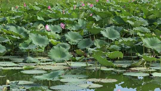 莲花池中的莲花