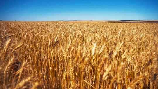 夏日阳光下的小麦