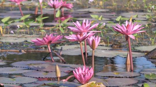 粉红色睡莲盛开在大池塘