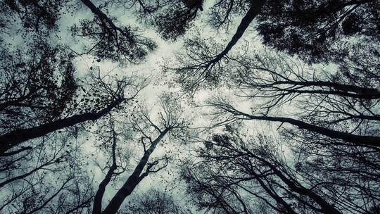 树林仰拍天空