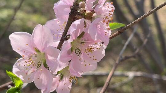 春天盛开的花朵微距镜头