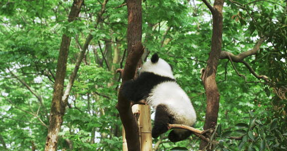 幼年大熊猫在树枝上玩耍攀爬