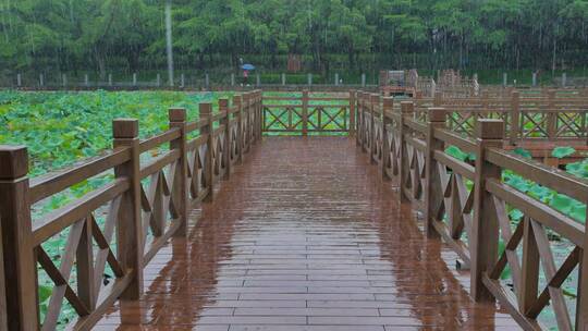 荷花池木栈道九曲桥下雨天雨中荷叶荷塘荷韵