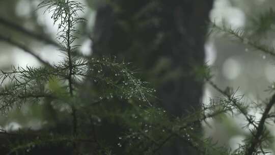 雨天松树