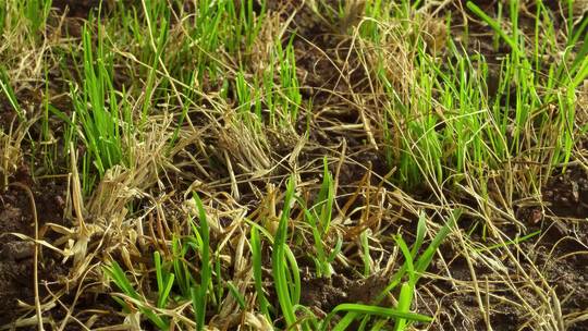 小草从土里长出来春天来了植物生长延时