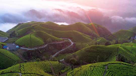 4K震撼茶山朝霞云海农业风光航拍视频