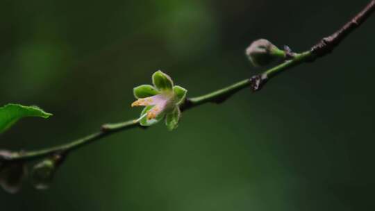 桃花春天植物生长嫩芽雨水惊蛰